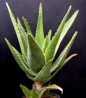 Aloe distans